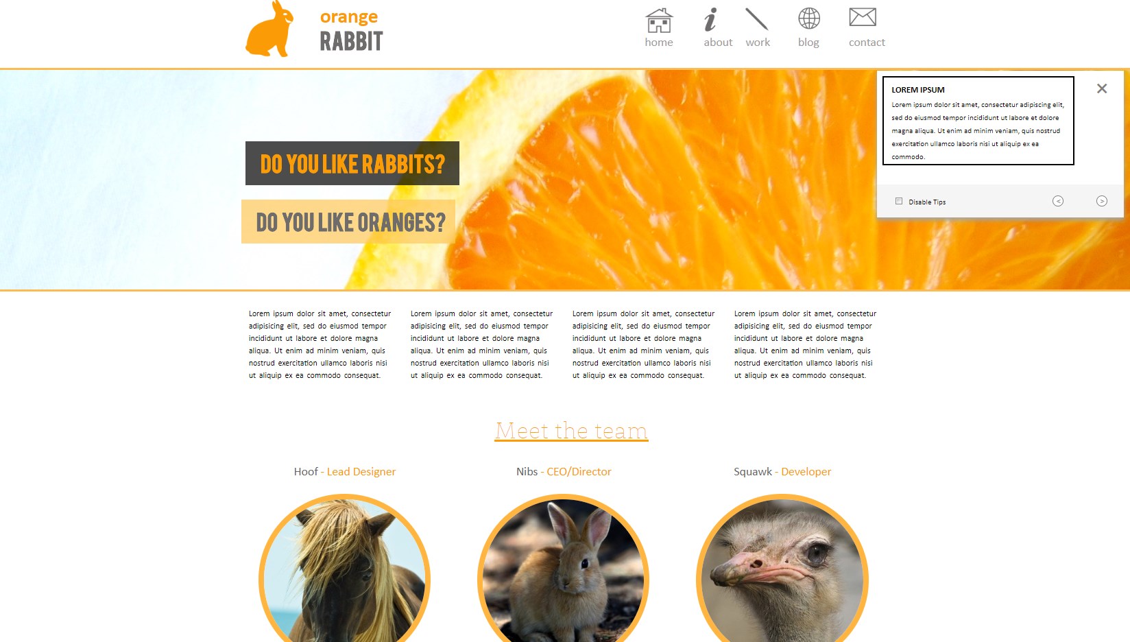 Orange rabbit